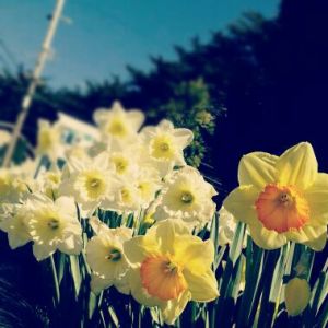 daffodils2