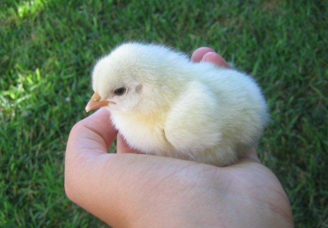 baby_chick