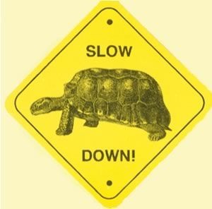 tortoise