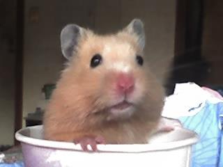 hamster