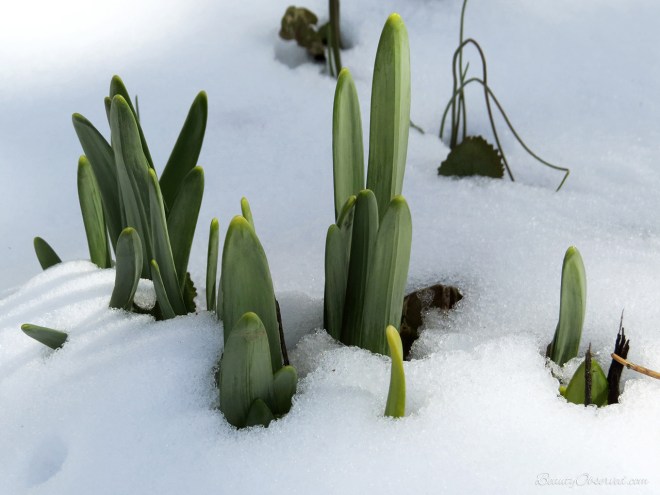 shoots-in-snow