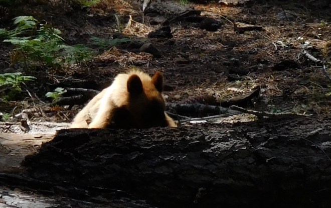 bear