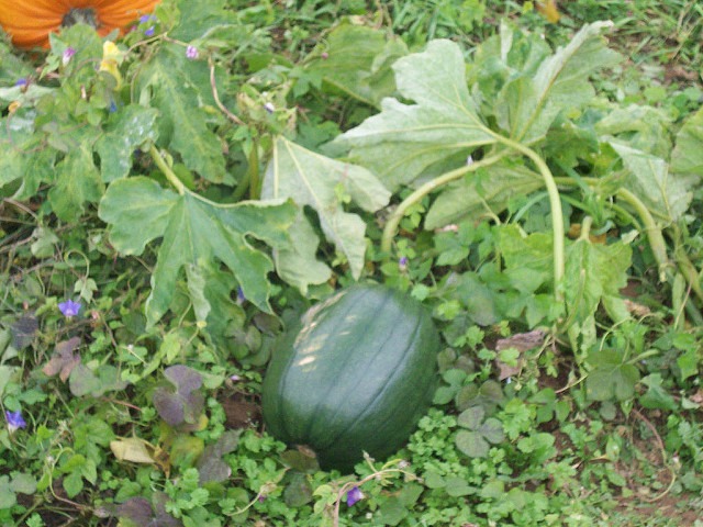 young pumpkin