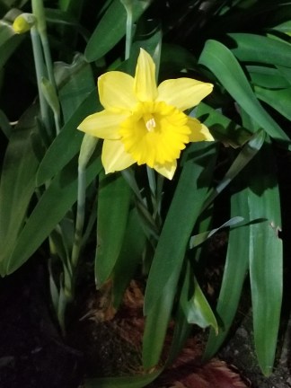 daffodil