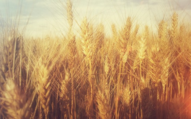 Grain-Tumblr-Wheat-Wallpaper-Desktop